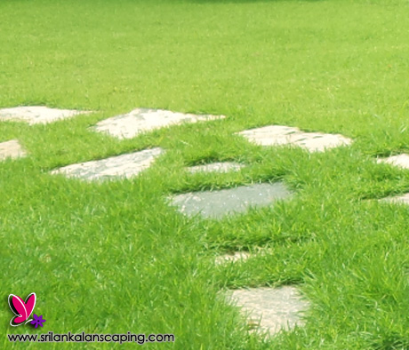 australian grass