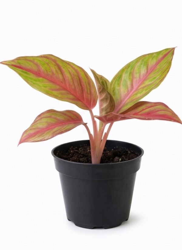 Aglaonema Pink