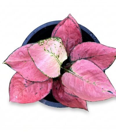 Aglaonema SPP komfa indoor plant