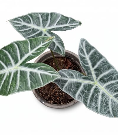 Alocasia indoor plant