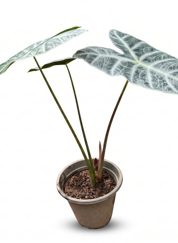 Alocasia