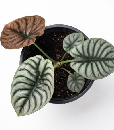 Alocasia Cuprea indoor plant