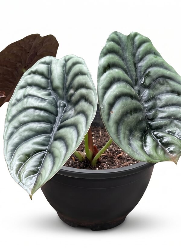 Alocasia Cuprea