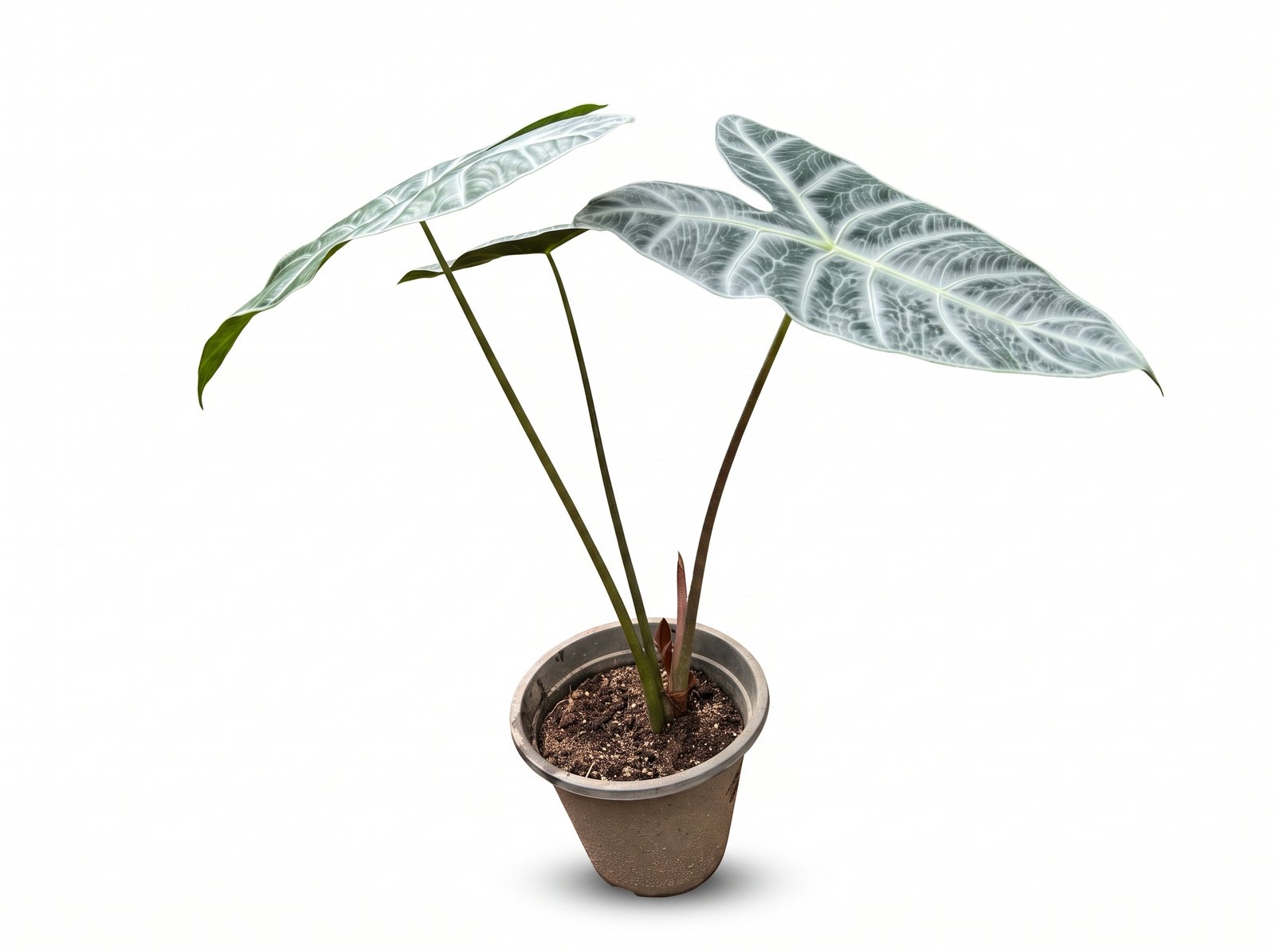 Alocasia Alocasia - Image 1