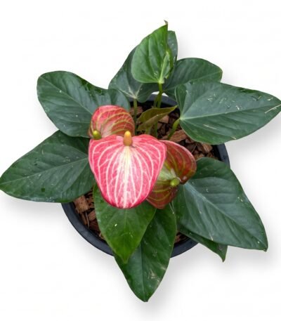 Anthurium Andraeanum indoor plant