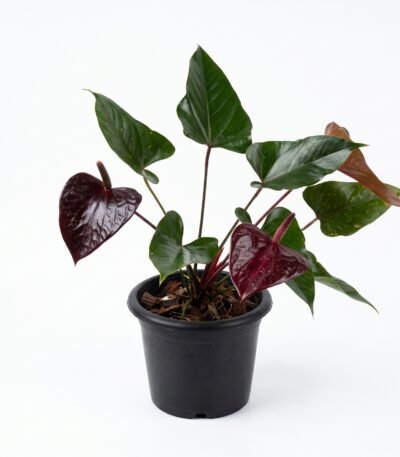 Anthurium Andreanum Dark Red plant in a nursery pot