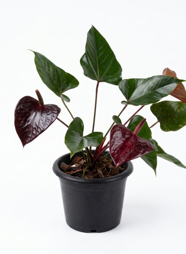 Anthurium Andreanum Dark Red plant in a nursery pot