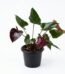 Anthurium Andreanum Dark Red plant in a nursery pot