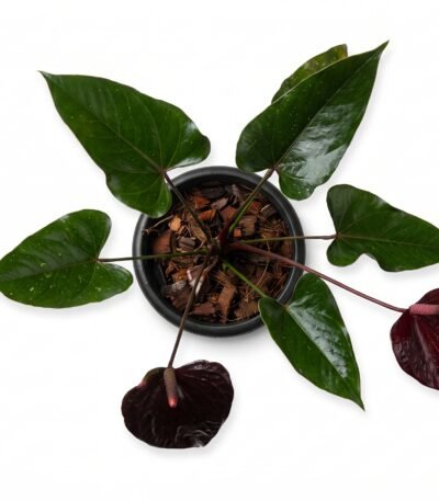 Anthurium Andreanum Dark Red plant, additional view