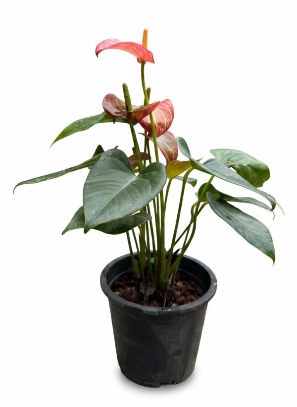 Anthurium Andraeanum