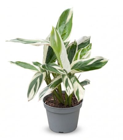 Arrowroot indoor plant