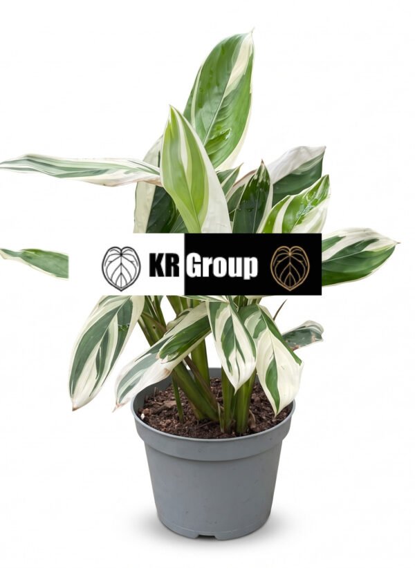 Arrowroot indoor plant