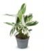 Arrowroot indoor plant