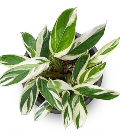 Arrowroot indoor plant