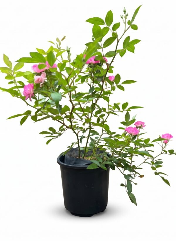 Baby Rose