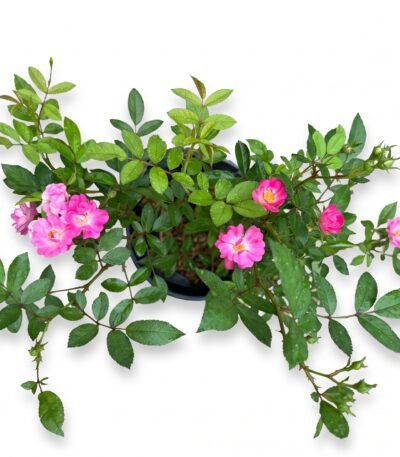Baby Rose plant close-up