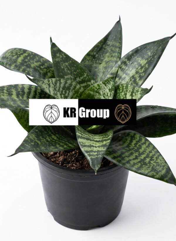 Bird's Nest Snake Plant indoor plant