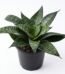 Bird's Nest Snake Plant indoor plant