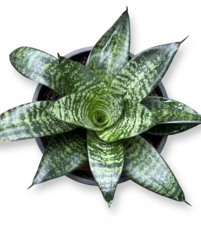 Bird's Nest Snake Plant indoor plant