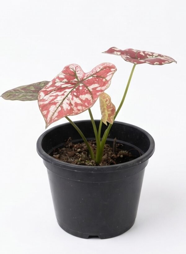 Red & White Caladium