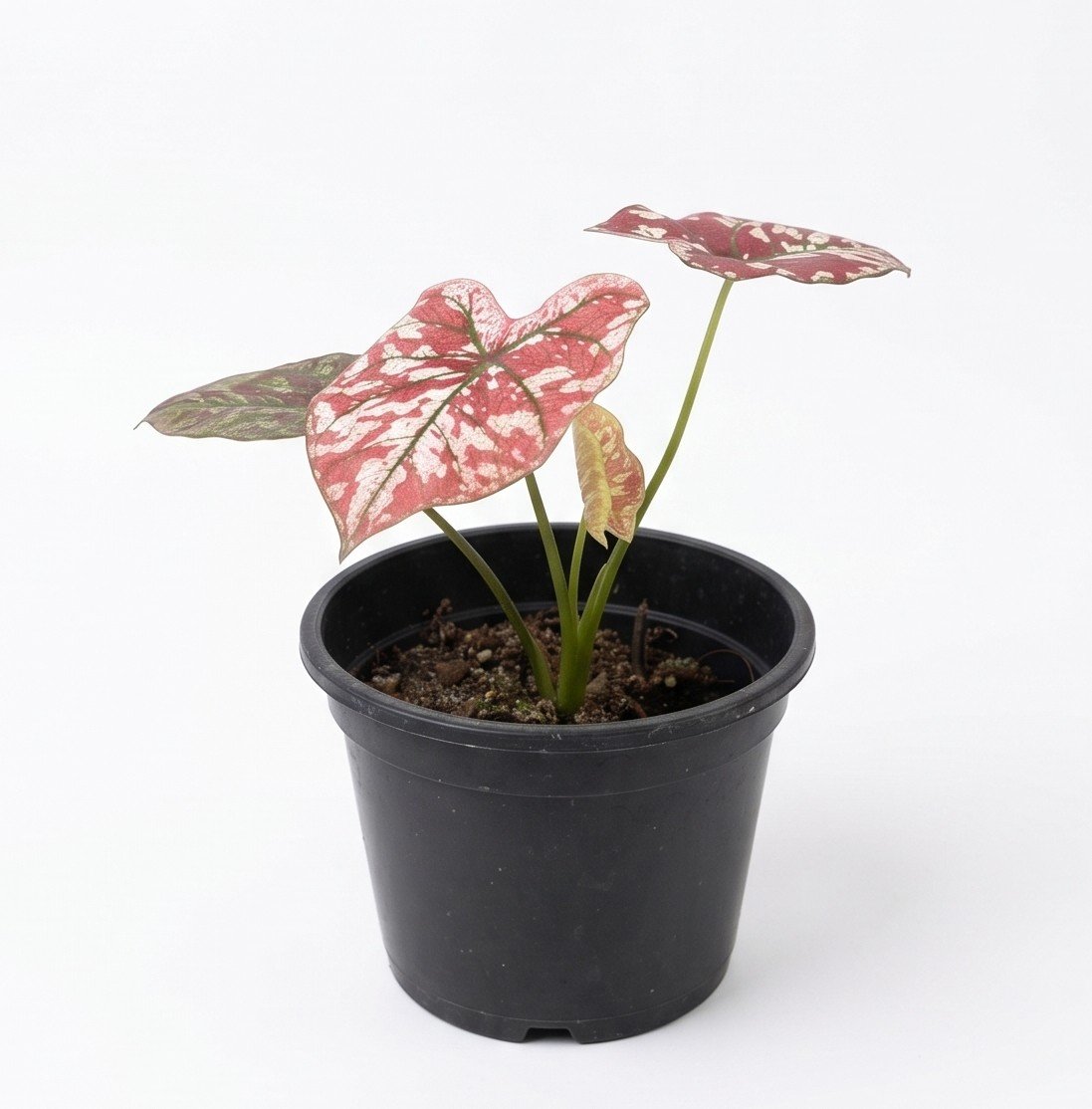 CAL-RED-WHITE-001 Red & White Caladium - Image 1
