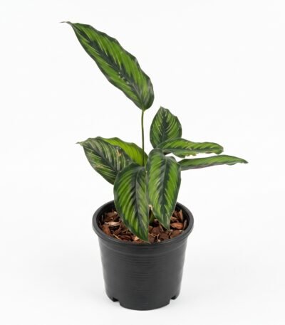 Calathea 'Beauty Star' indoor plant