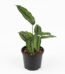 Calathea 'Beauty Star' indoor plant