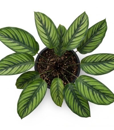 Calathea 'Beauty Star' indoor plant