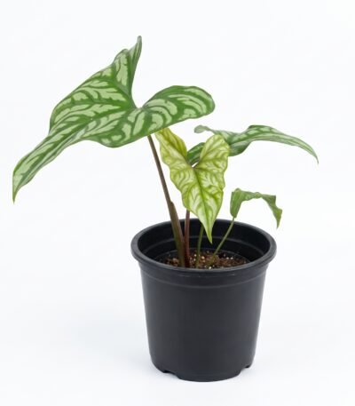 Cercestis Mirabilis indoor plant