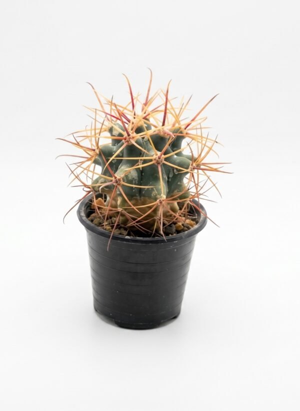 Coast Barrel Cactus 2