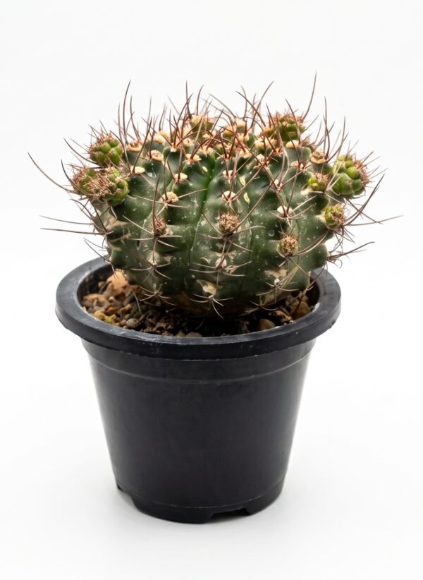 Copiapoa varispinata