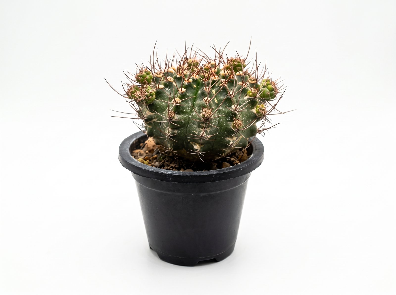 Copiapoa varispinata 1 Copiapoa varispinata - Image 1