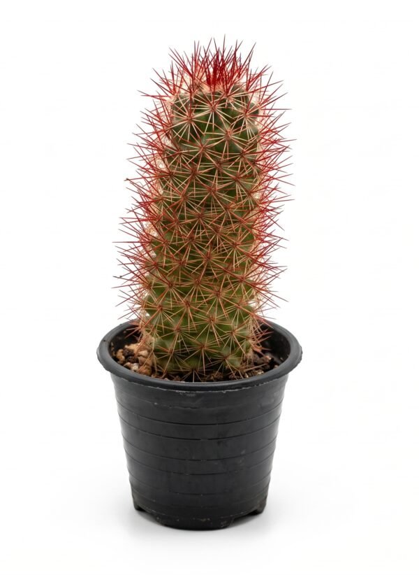Copper King