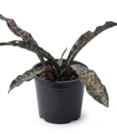 Coppertone Snake Plant