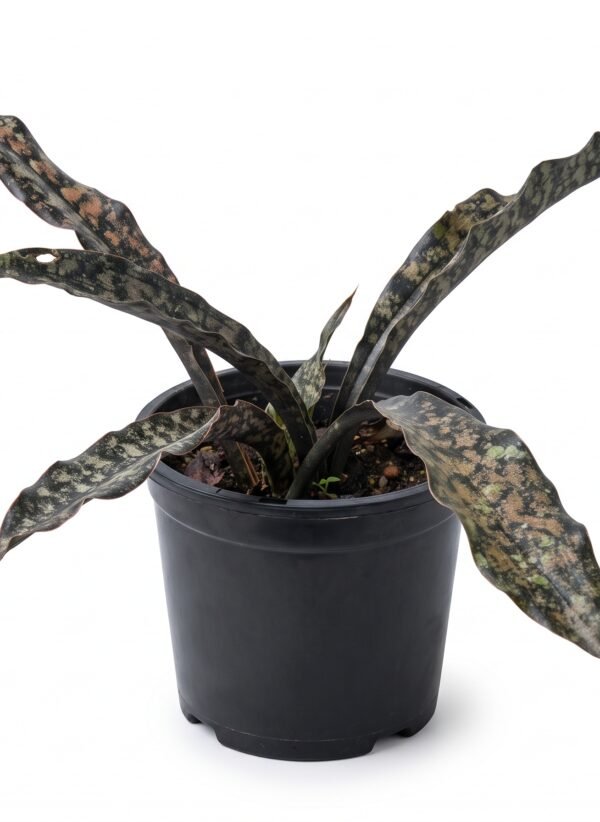 Coppertone Snake Plant