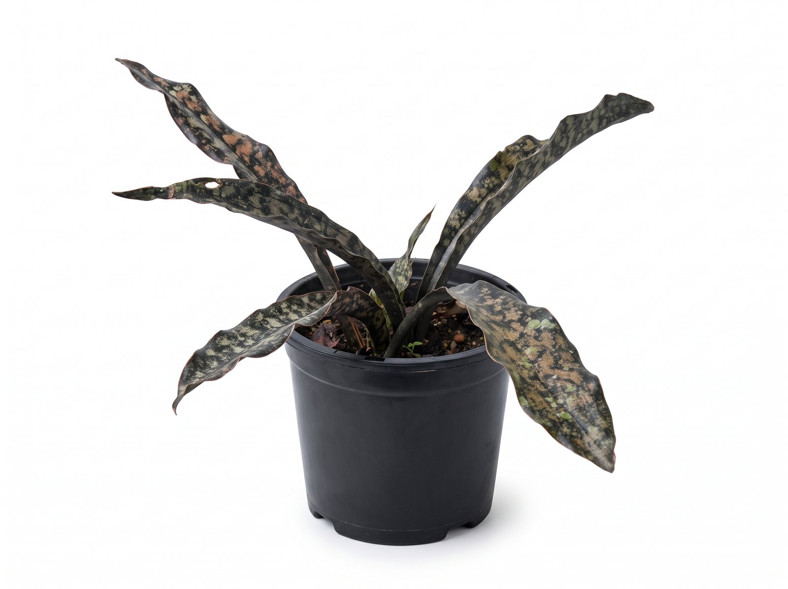 Coppertone Snake Plant Coppertone Snake Plant