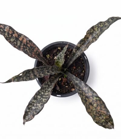 Coppertone Snake Plant foliage close-up