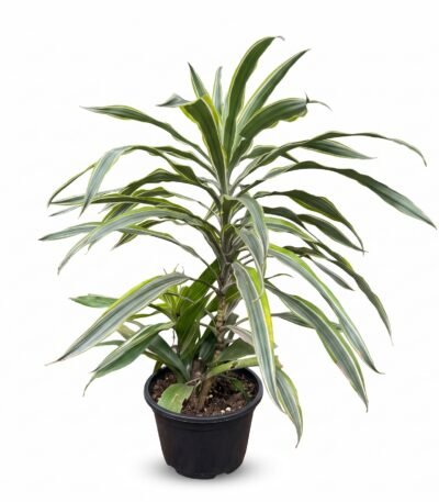 Dracaena 'Lemon Lime' indoor plant