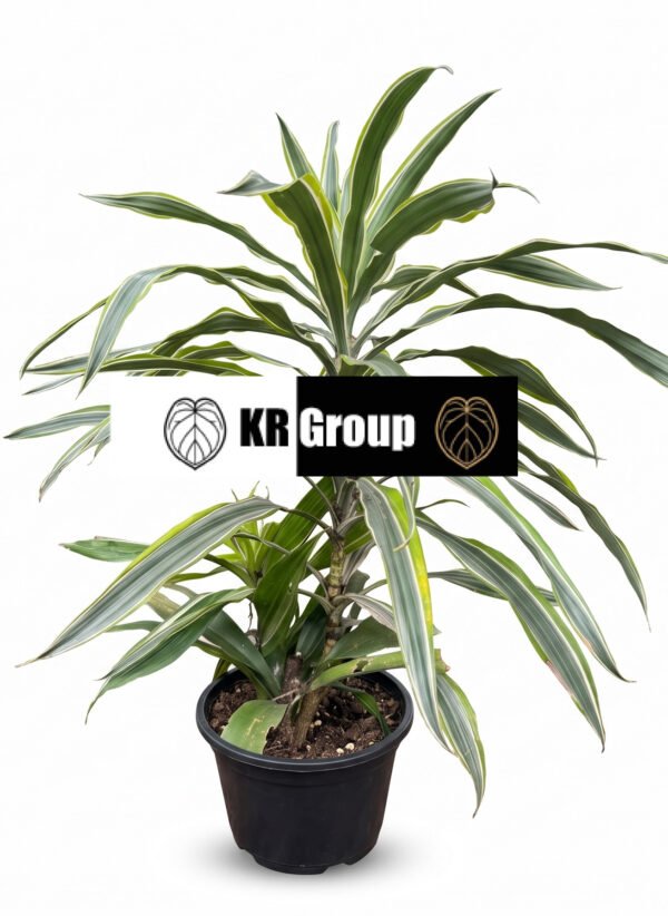 Dracaena 'Lemon Lime' indoor plant