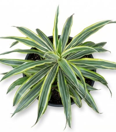 Dracaena 'Lemon Lime' indoor plant