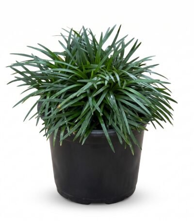 Dwarf Mondo Grass plant