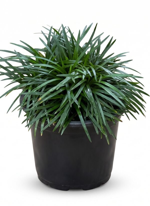 Dwarf Mondo Grass plant