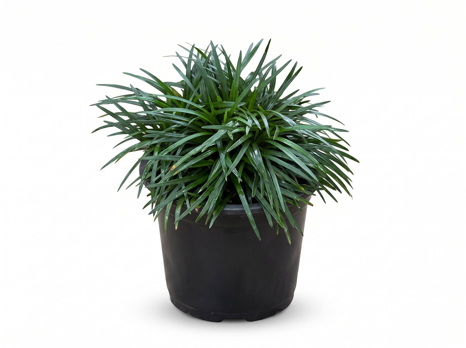 Dwarf Mondo Grass Dwarf Mondo Grass plant