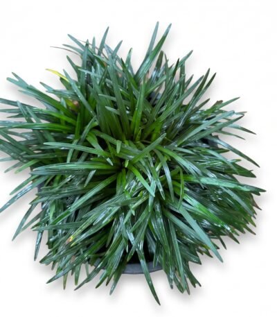 Dwarf Mondo Grass close-up
