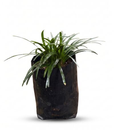 Dwarf Mondo Grass Mini plant