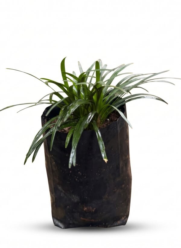 Dwarf Mondo Grass Mini plant