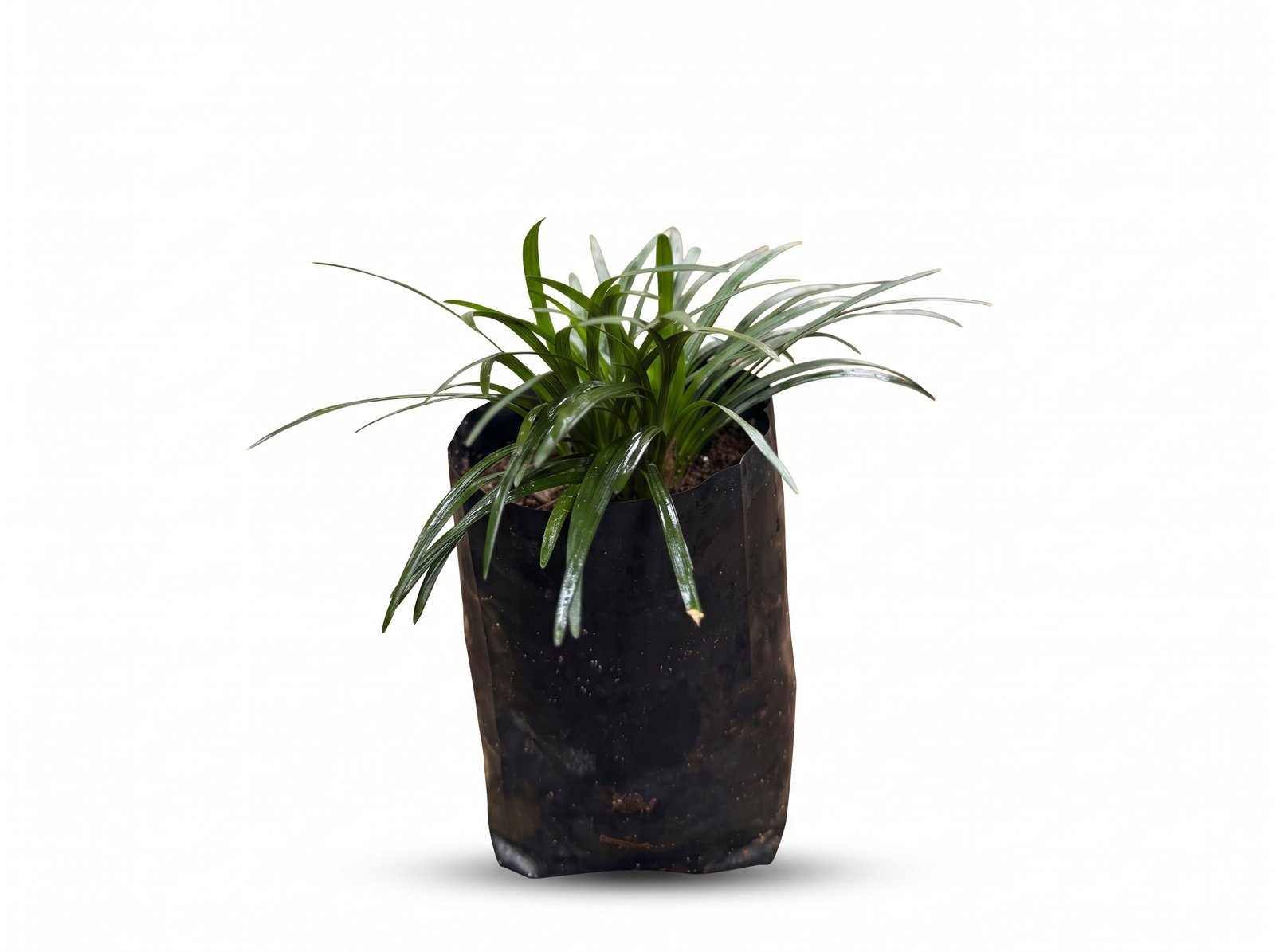 Dwarf Mondo Grass Mini Dwarf Mondo Grass Mini plant