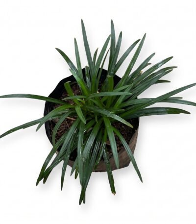 Dwarf Mondo Grass Mini close-up