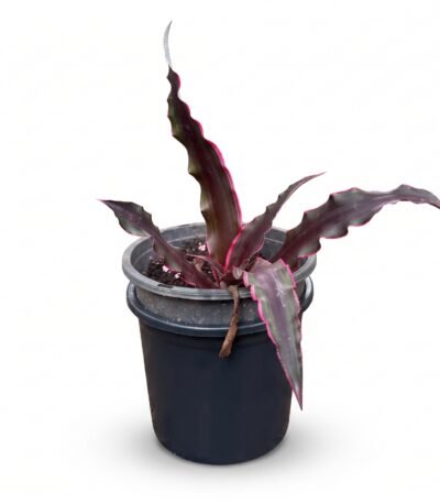 Earth Star (Cryptanthus) indoor plant