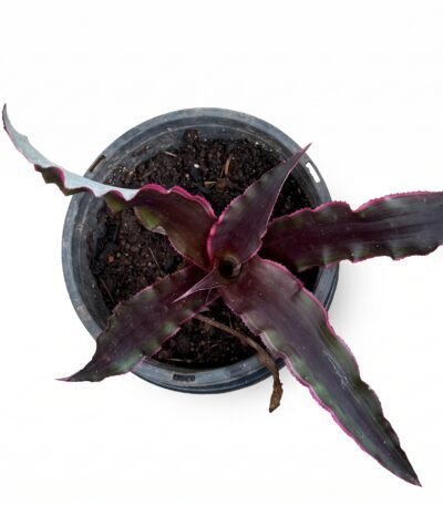 Earth Star (Cryptanthus) indoor plant